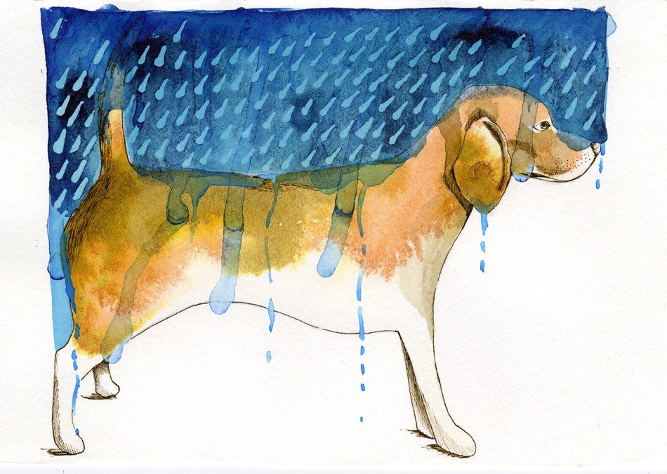 Beagle Rain