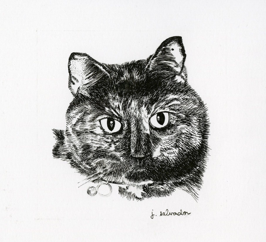 Cat portrait pen and ink illustration