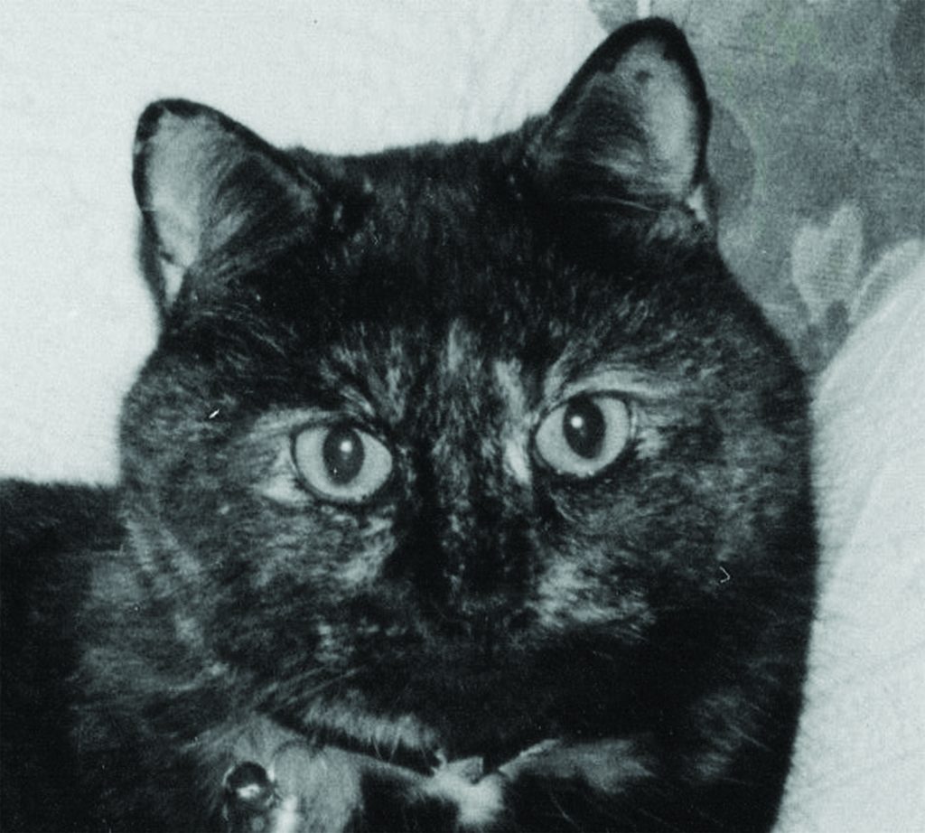 Cat portrait photo original